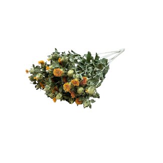 Dutch Dried Naturel Oranje Carthamus droogbloemen | Lengte ± 65 centimeter | Per 10 takken