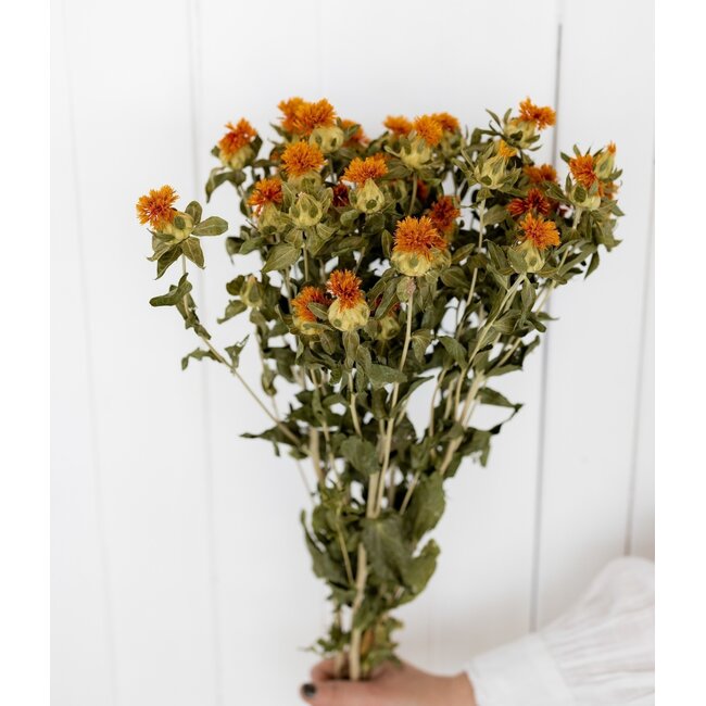 Natürliche orange Carthamus Trockenblumen | Länge ± 65 Zentimeter | Pro 10 Stiele