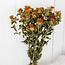 Natural Orange Carthamus dried flowers | Length ± 65 centimetres | Per 10 stems