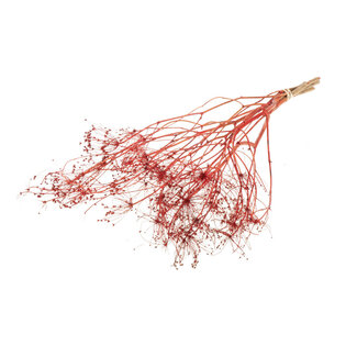 Dutch Dried Rote Bupleurum Trockenblumen | Länge ± 55 Zentimeter | Gewicht ± 50 Gramm