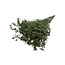 Groene Limonium Diamond Gepreserveerde bloemen | Lengte ± 65 centimeter | Gewicht ± 100 gram