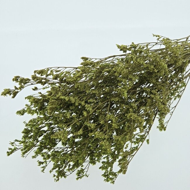 Groene Limonium Diamond Gepreserveerde bloemen | Lengte ± 65 centimeter | Gewicht ± 100 gram