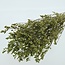 Grüne Limonium Diamond Konservierte Blumen | Länge ± 65 Zentimeter | Gewicht ± 100 Gramm