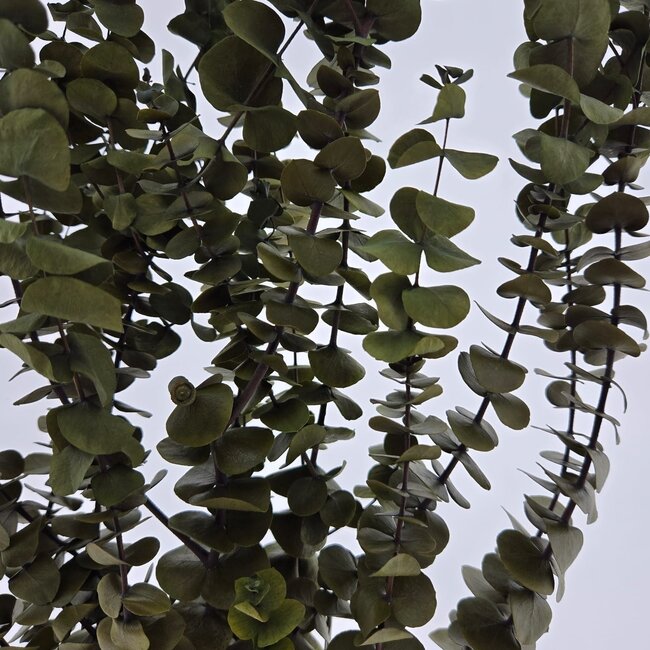 Natural Green Eucalyptus Baby Blue | Preserved | | Length ± 60 centimetres | Weight ± 150 grams