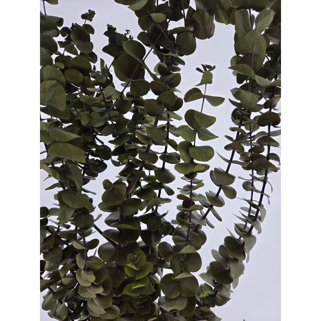 Natural Green Eucalyptus Baby Blue | Preserved | | Length ± 60 centimetres | Weight ± 150 grams