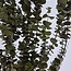 Naturel groene Eucalyptus Baby Blue | Gepreserveerd | Lengte ± 60 centimeter | Gewicht ± 150 gram