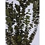 Natural Green Eucalyptus Baby Blue | Preserved | | Length ± 60 centimetres | Weight ± 150 grams