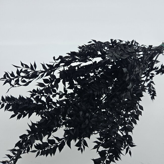 Zwart Gepreserveerde Ruscus droogbloemen  | Lengte ± 65 centimeter | Gewicht ± 100 gram