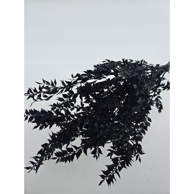 Zwart Gepreserveerde Ruscus droogbloemen  | Lengte ± 65 centimeter | Gewicht ± 100 gram