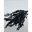 Schwarz Konservierte Ruscus Trockenblumen | Länge ± 65 Zentimeter | Gewicht ± 100 Gramm