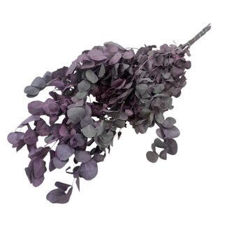 Dutch Dried Rot-grüne Eucalyptus Cinerea Trockenblumen | Länge ± 65 Zentimeter | Gewicht ± 150 Gramm
