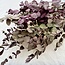 Red-green Eucalyptus Cinerea dried flowers | Length ± 65 centimetres | Weight ± 150 grams