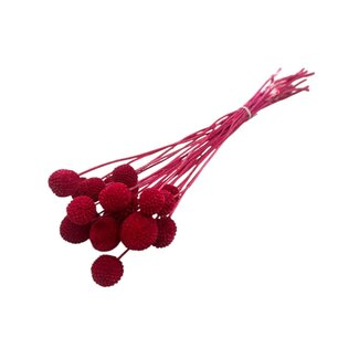 Casa Alegria Rote Craspedia Trockenblumen | Länge ± 50 Zentimeter | Pro 20 Stiele