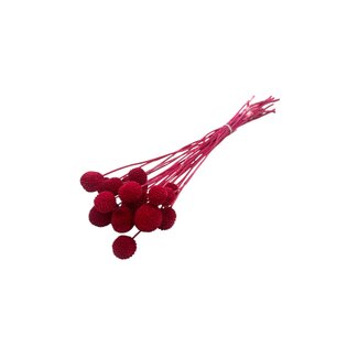 Casa Alegria Rote Craspedia Trockenblumen | Länge ± 50 Zentimeter | Pro 20 Stiele