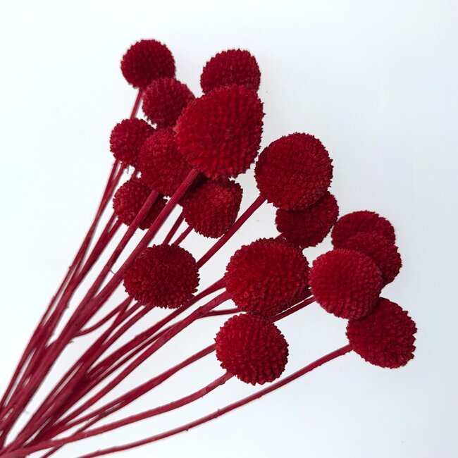 Red Craspedia dried flowers | Length ± 50 centimetres | Per 20 stems