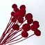 Red Craspedia dried flowers | Length ± 50 centimetres | Per 20 stems