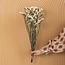 White Statice Sinuata dried flowers | Length ± 70 centimetres | Weight ± 75 grams