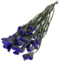 Paarse Statice Sinuata droogbloemen | Lengte ± 70 centimeter | Gewicht ± 75 gram