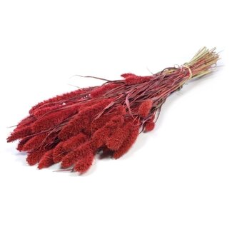 Dutch Dried Rote Setarea Trockenblumen | Länge ± 70 Zentimeter | Gewicht ± 150 Gramm