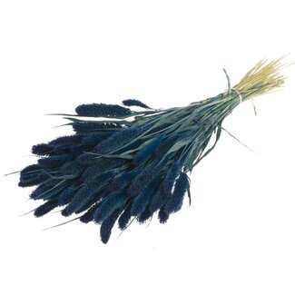 Dutch Dried Donkerblauwe Setarea droogbloemen | Lengte ± 70 centimeter | Gewicht ± 150 gram