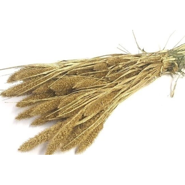 Goudkleurige Setarea droogbloemen | Lengte ± 70 centimeter | Gewicht ± 150 gram
