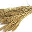 Goldfarbene Setarea Trockenblumen | Länge ± 70 Zentimeter | Gewicht ± 150 Gramm