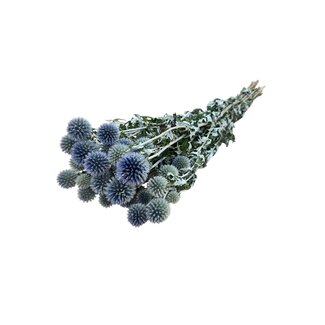 Dutch Dried Naturel blauwgrijze Echinops droogbloemen | Lengte ± 65 centimeter | Gewicht ± 150 gram