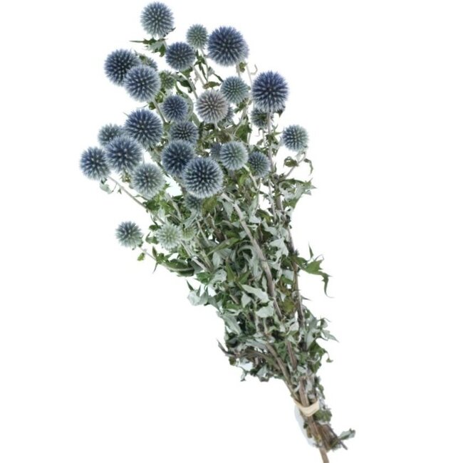Natural blue-grey Echinops dried flowers | Length ± 65 centimetres | Weight ± 150 grams