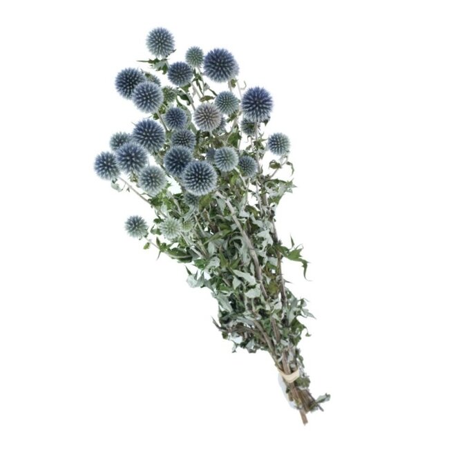 Échinops séchés bleu-gris naturel | Longueur ± 65 centimètres | Poids ± 150 grammes