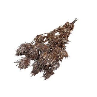 Dutch Dried Koperkleurige Eryngium droogbloemen | Met Glitters | Lengte ± 60 centimeter | Gewicht ± 100 gram