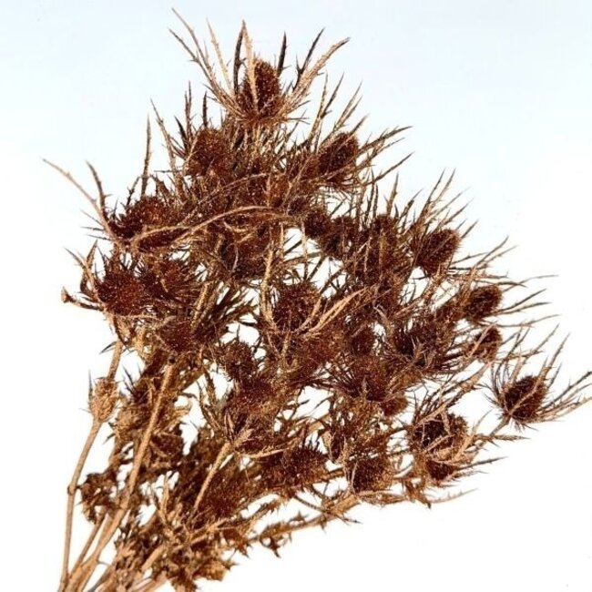 Koperkleurige Eryngium droogbloemen | Met Glitters | Lengte ± 60 centimeter | Gewicht ± 100 gram