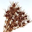 Koperkleurige Eryngium droogbloemen | Met Glitters | Lengte ± 60 centimeter | Gewicht ± 100 gram