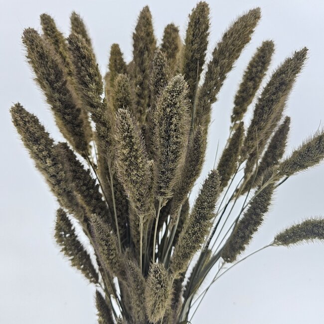 Setaria blanche douce fleurs séchées | Longueur ± 70 centimètres | Poids ± 150 grammes