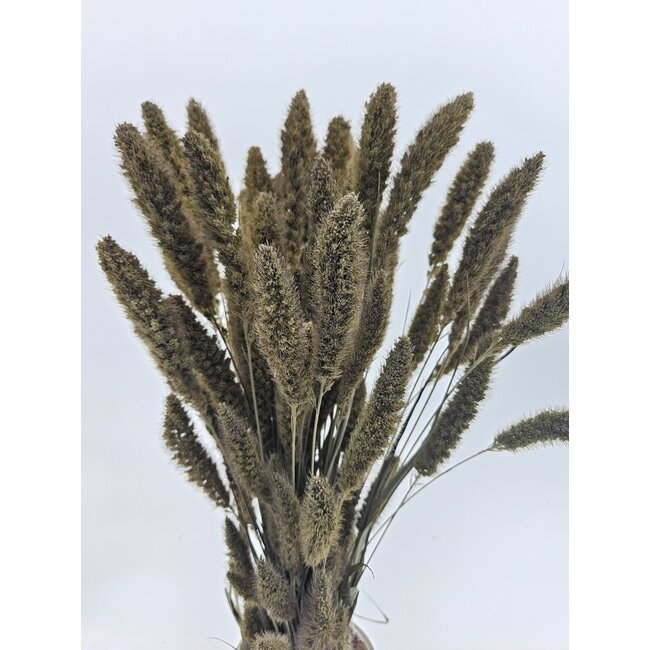 Soft White Setaria dried flowers | Length ± 70 centimetres | Weight ± 150 grams