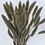 Soft White Setaria Trockenblumen | Länge ± 70 Zentimeter | Gewicht ± 150 Gramm