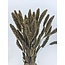 Soft White Setarea droogbloemen | Lengte ± 70 centimeter | Gewicht ± 150 gram