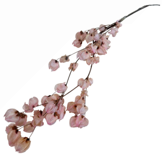 Dutch Dried Hellrosa Bougainvillea Trockenblumen | Länge ± 45 Zentimeter | Gewicht ± 35 Gramm