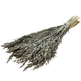 Dutch Dried Alte graue Avena Hafer Trockenblumen | Länge ± 70 Zentimeter | Gewicht 150 Gramm