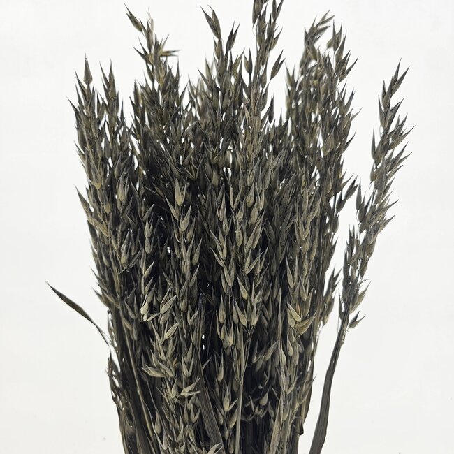 Old grey Avena Oats dried flowers | Length ± 70 centimetres | Weight 150 grams