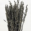 Old grey Avena Haver droogbloemen | Lengte ± 70 centimeter | Gewicht 150 gram