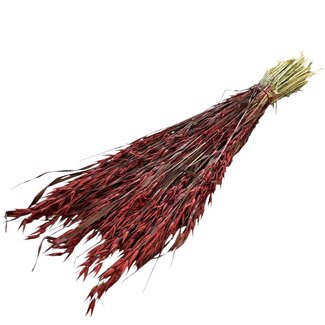 Dutch Dried Avena rouge avoine fleurs séchées | Longueur ± 70 centimètres | Poids 150 grammes