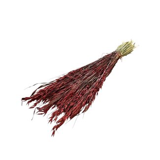 Dutch Dried Red Avena Oats dried flowers | Length ± 70 centimetres | Weight 150 grams