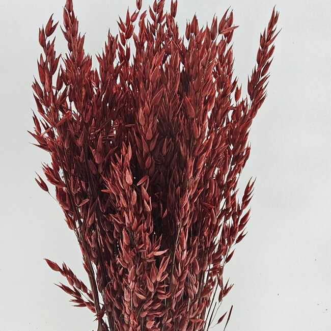 Red Avena Oats dried flowers | Length ± 70 centimetres | Weight 150 grams