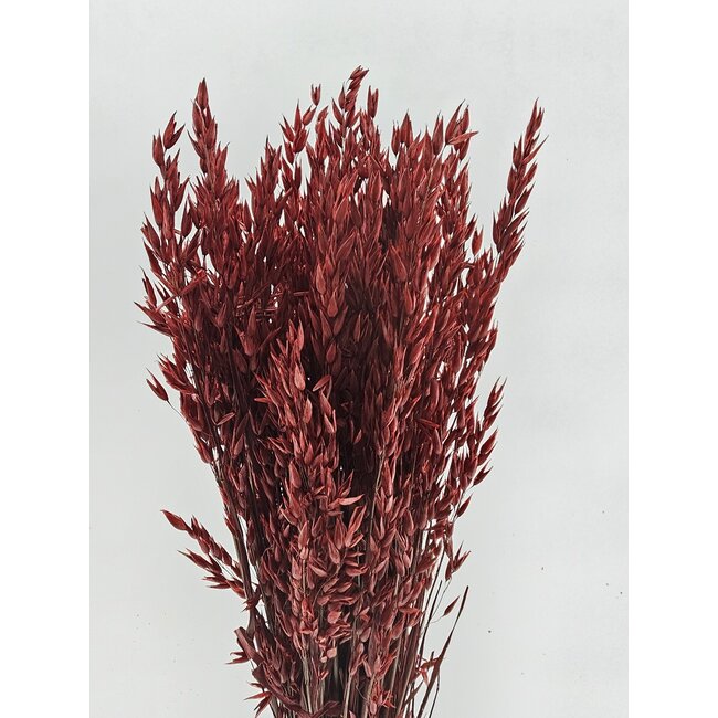 Rode Avena Haver droogbloemen | Lengte ± 70 centimeter | Gewicht 150 gram
