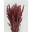 Roter Avena Hafer Trockenblumen | Länge ± 70 Zentimeter | Gewicht 150 Gramm