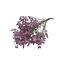 Oudroze Limonium Diamond Gepreserveerde bloemen | Lengte ± 65 centimeter | Gewicht ± 100 gram