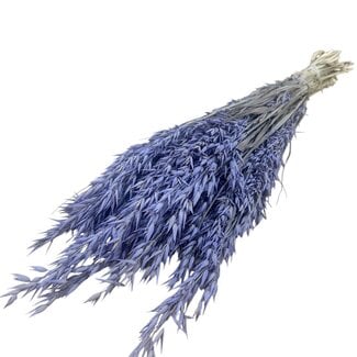 Dutch Dried Lila Avena Hafer Trockenblumen | Länge ± 70 Zentimeter | Gewicht 150 Gramm