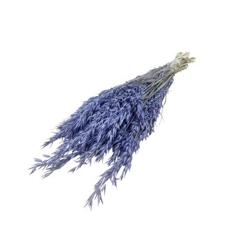 Dutch Dried Lila Avena Oat dried flowers | Length ± 70 centimetres | Weight 150 grams