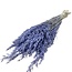 Lila Avena Haver droogbloemen | Lengte ± 70 centimeter | Gewicht 150 gram