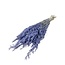 Lila Avena Oats dried flowers | Length ± 70 centimetres | Weight 150 grams